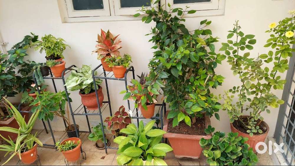 2BHK for LEASE in Prime Location – HSR Layout US784