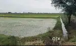Agriculture irritated land for sale