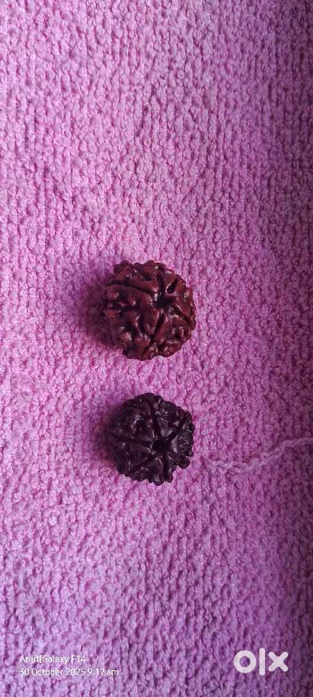 Orginal Natural 4,Face and  ,6Face Nepali Rudraksh