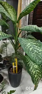 Big Indoor Plant for sale