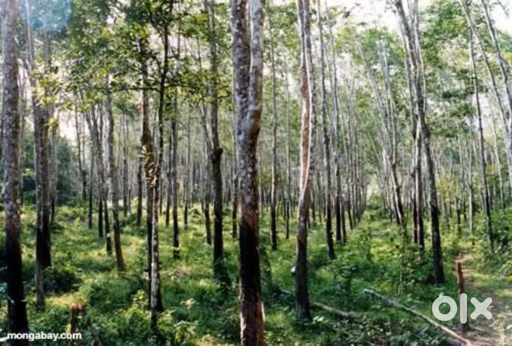 33 cent Rubber plantation Land for sale in Edamattam