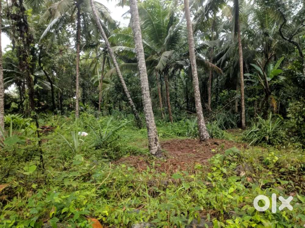 14 cent parambu for sale near vellimadukunnu