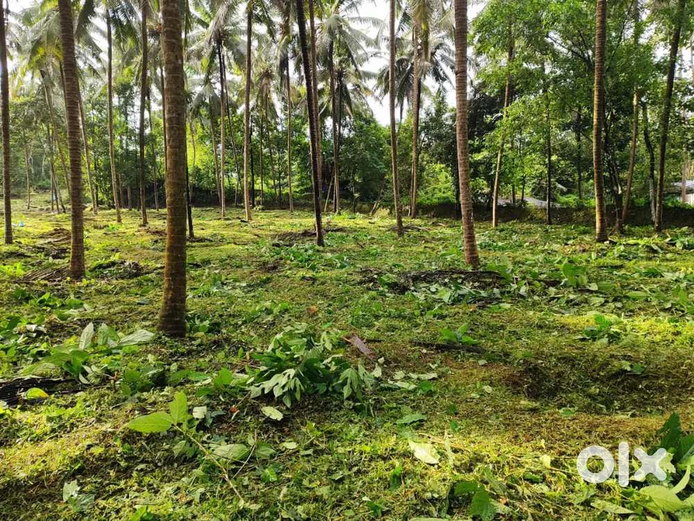 Land for Sale: 2 Acre 19 cent with cocunut Plantation. 90000 per cent