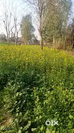 38 Bigha Land for Sale in Suwaheri (Bijnor)