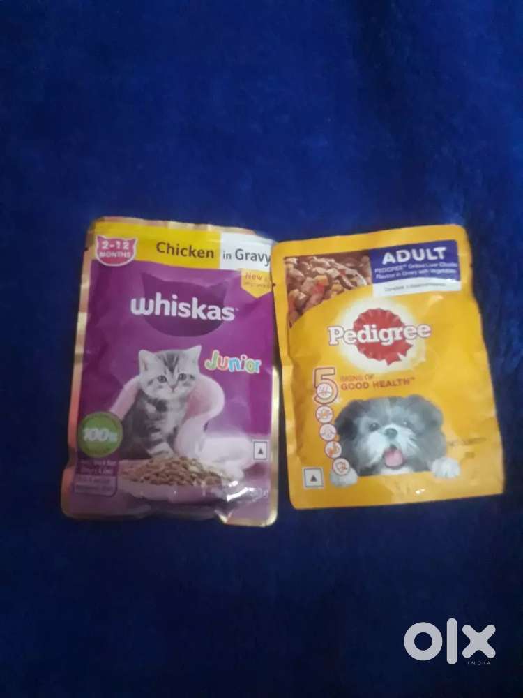 Pedigree dog and  cat