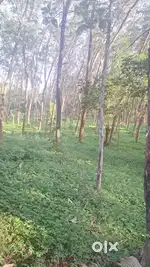 3 Acre for sale  in peyad  price 2.5 lakhs per cent