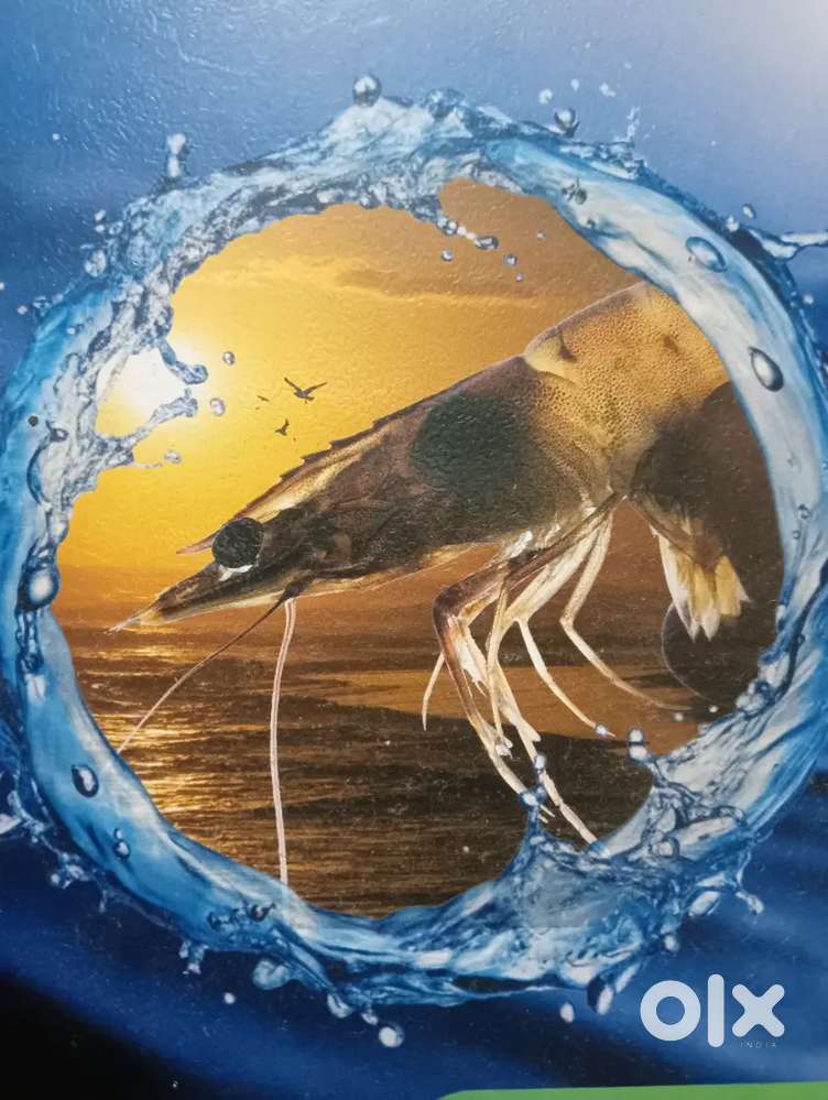 Prawn packaging company