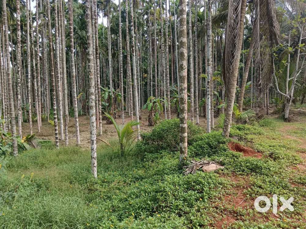 12 cents conversion thota land in nirmarga Mangalore Karnataka