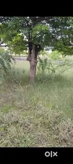 प्लॉट टोंक रोड