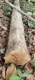 Teak wood (40 years old) 43 numbers