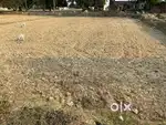 Selling my 6 biswa plot in Medinipur gaon, Aurai , Bhadohi