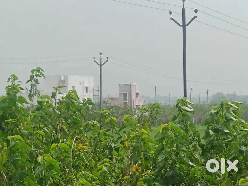 Punjai nilam for sale near appu garden and  aarumuga m marriage hall