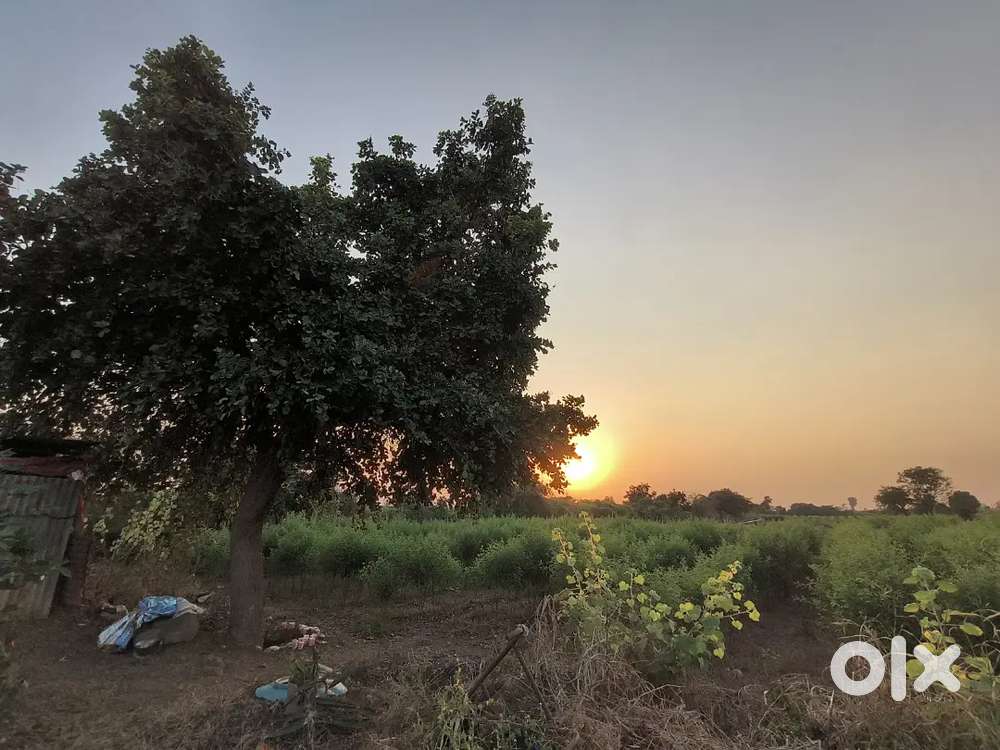 5.5 acres farm land for sell  at yelakeli. Totally irrigated land  .