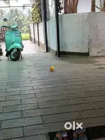 Bajaj 150 gud condition
