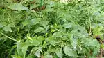 Land with agriculture of cardomn and house