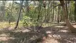 P-00428: Plot For Sale In Pinarayi, Kannur