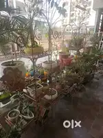 5 plant stand 3000 each