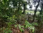 25 cent beautiful plot for sale in thakazhy kelamangalam