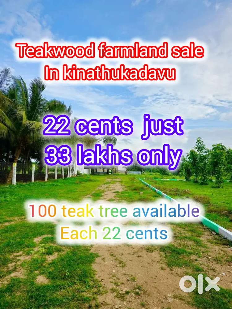 Teakwood tree kinathukadavu