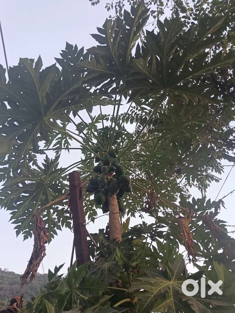 Ghar ke kam ke liye mahila chaye