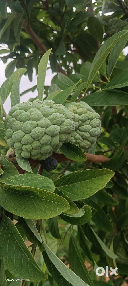 Invest for your kids future with farmland weekend home Good Returns