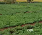 Two Acres Agri land for sale with road approach