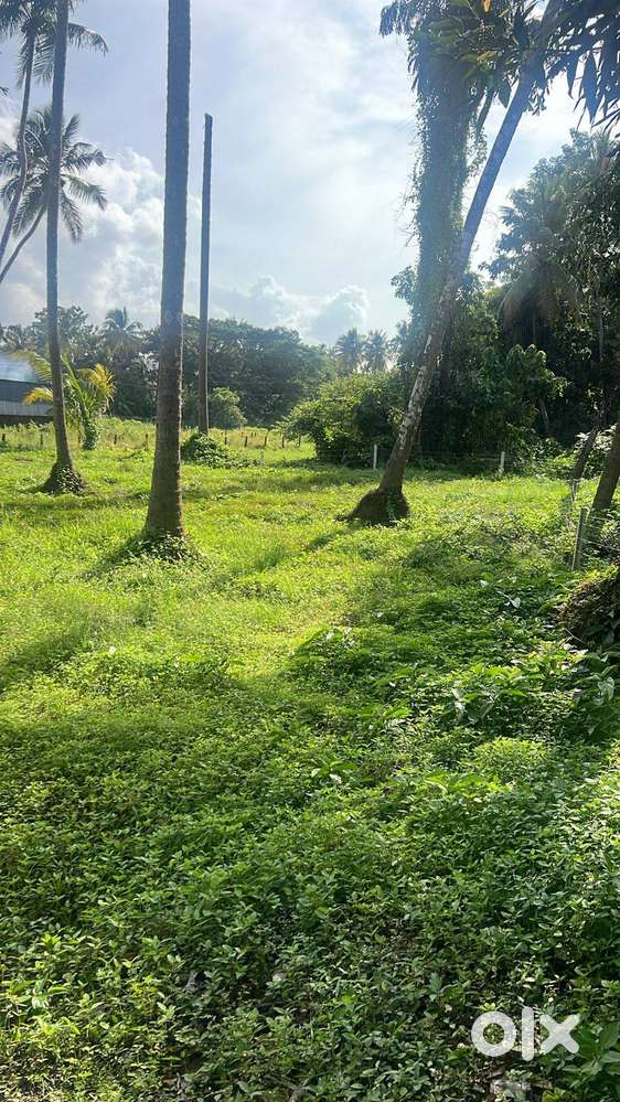 Residential Land-17 cent for sale in Cheroor, Panampilly, Thrissur.
