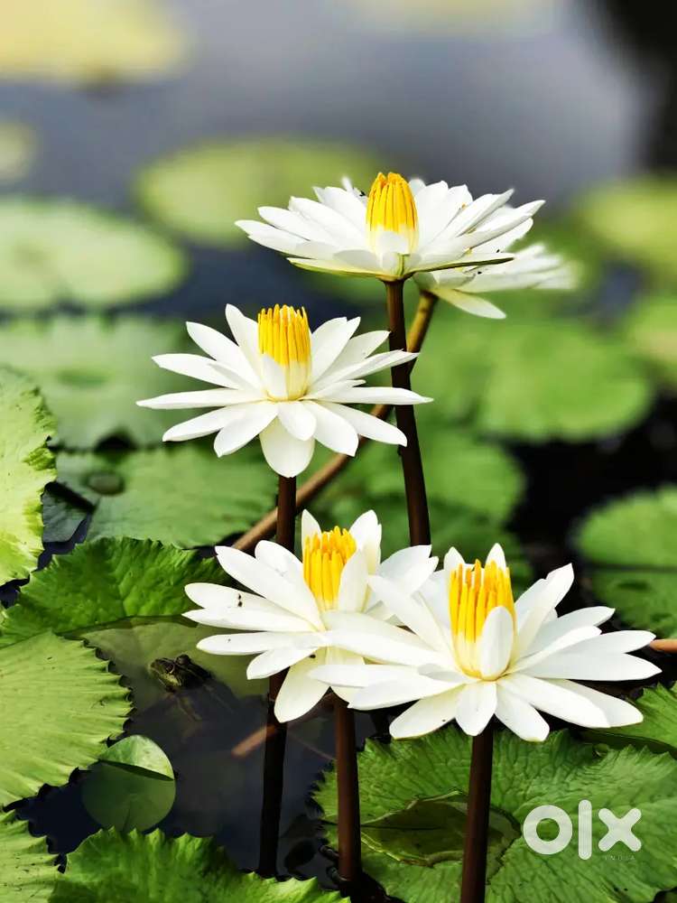 Cook for resort ( Hotel )