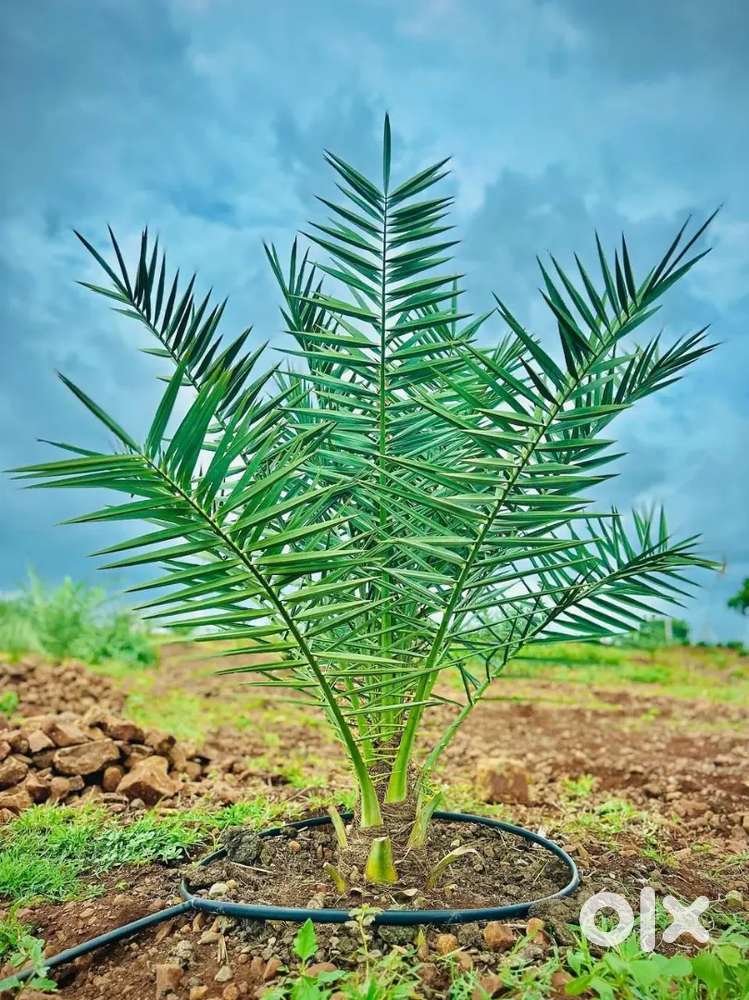 Agriculture farm lands