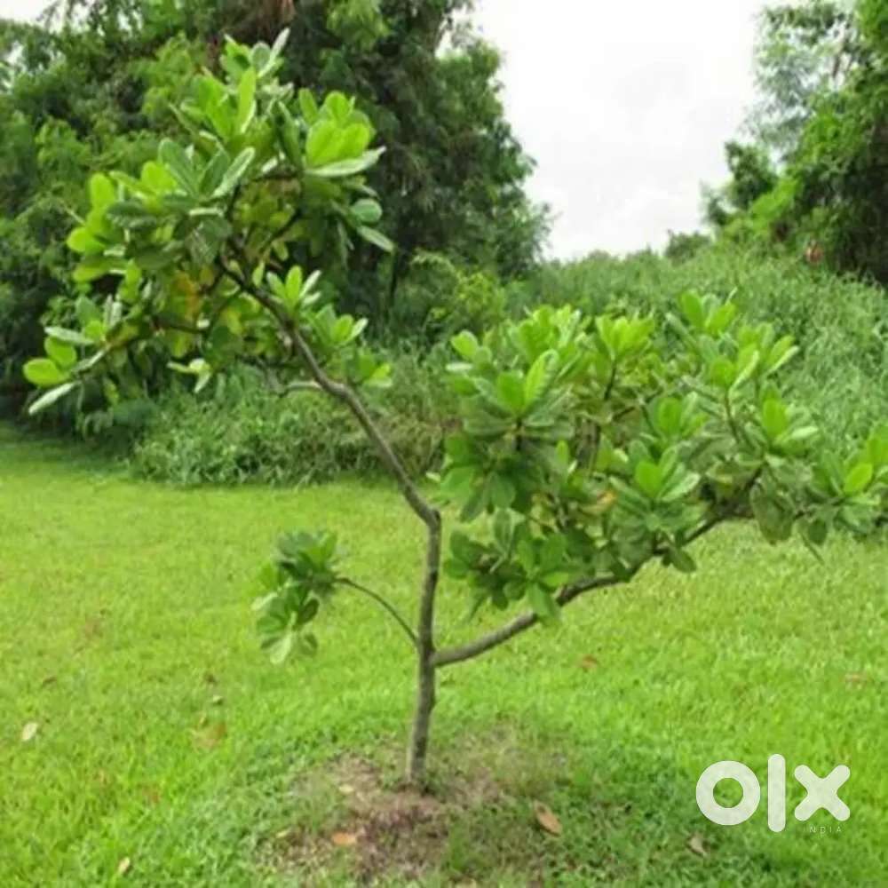 EAST 1ACR LAND FOR SALE NEAR ROYAL PARK NARSIPATNAM