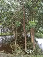 3 bigha land agriculture land near new 4 lane highway