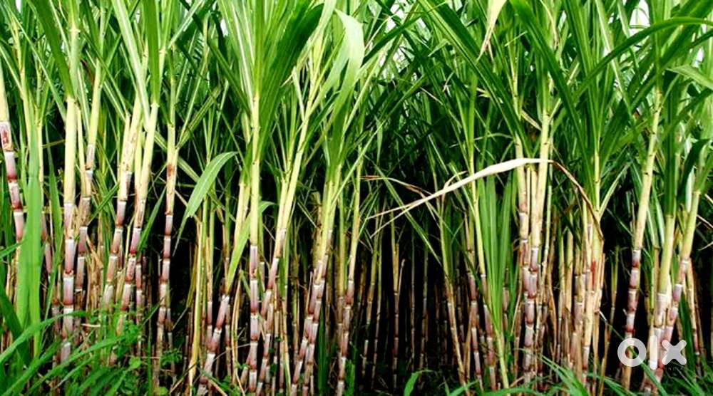 Fertile agriculture land for sale urgently.