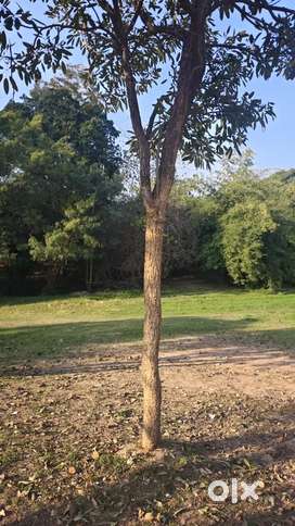 69 acre zameen ,kheti-kiraye par