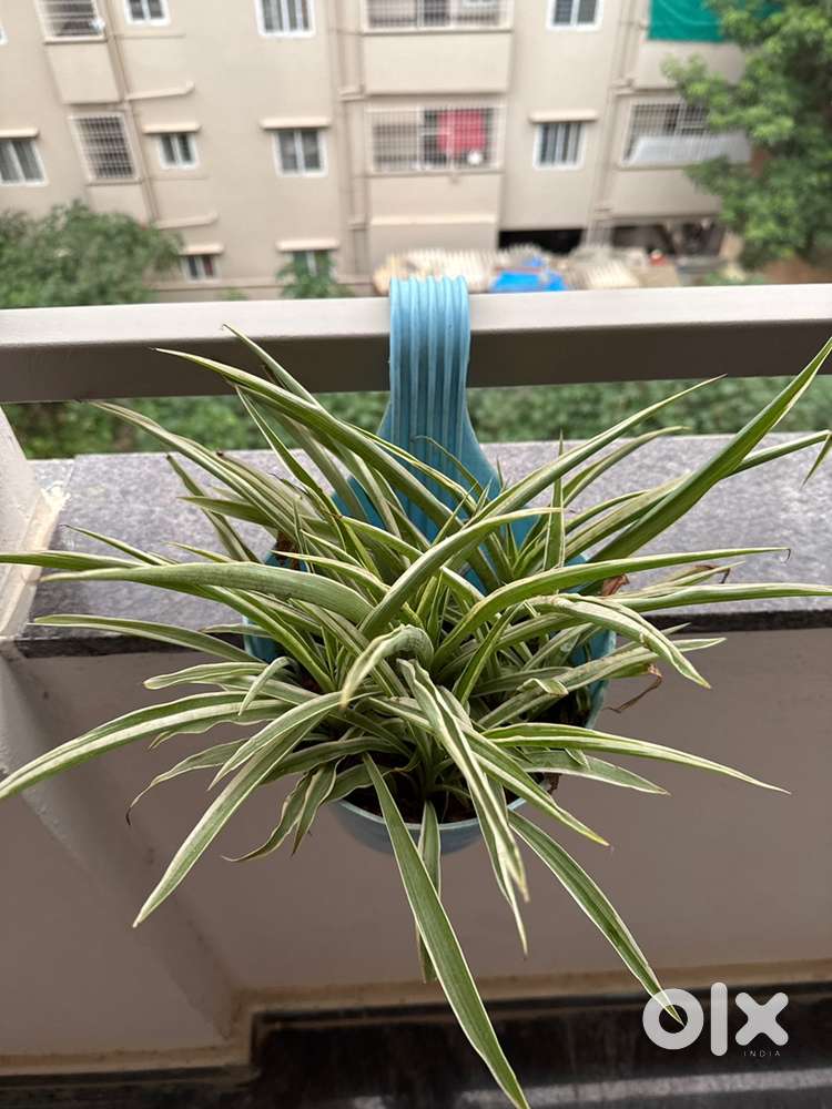 Natural Spider Plant with Hanging Pot