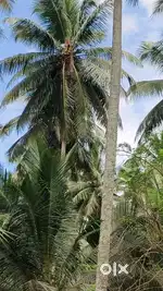 Pollachi to aliyar dam road nearly