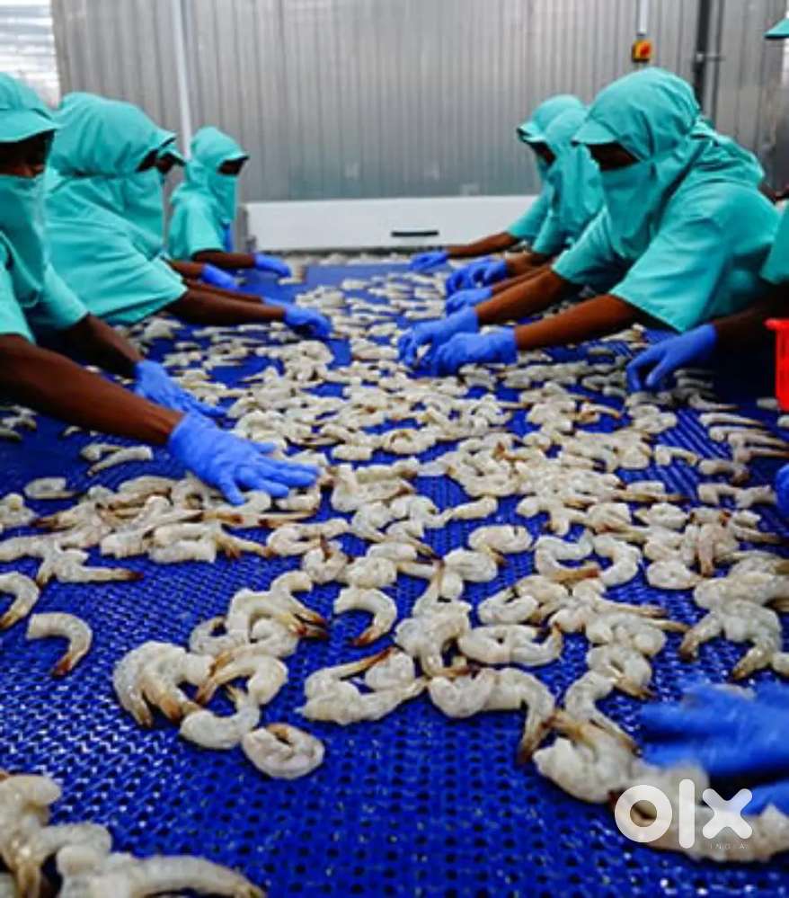 Prawn factory vancay urgently need in Bhubaneswar