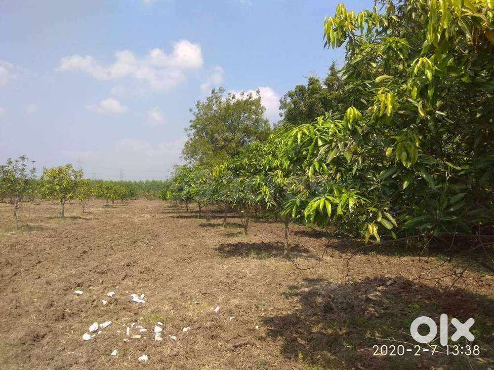 5.9Acres Mango Farm in Madamanuru,Nellore(D.t) for sale
