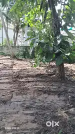 6 cent Plot For Sale,Near Panchayath Office, Aroor Kochi.