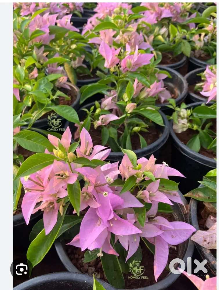 Garden worker for plants nursery