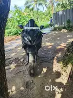 Yamaha R15 V3 2020 last model
