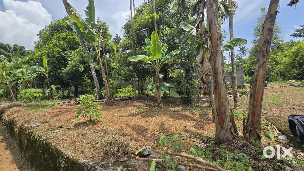 Chalakkudy koratty 8 cent house plot for sale immediately