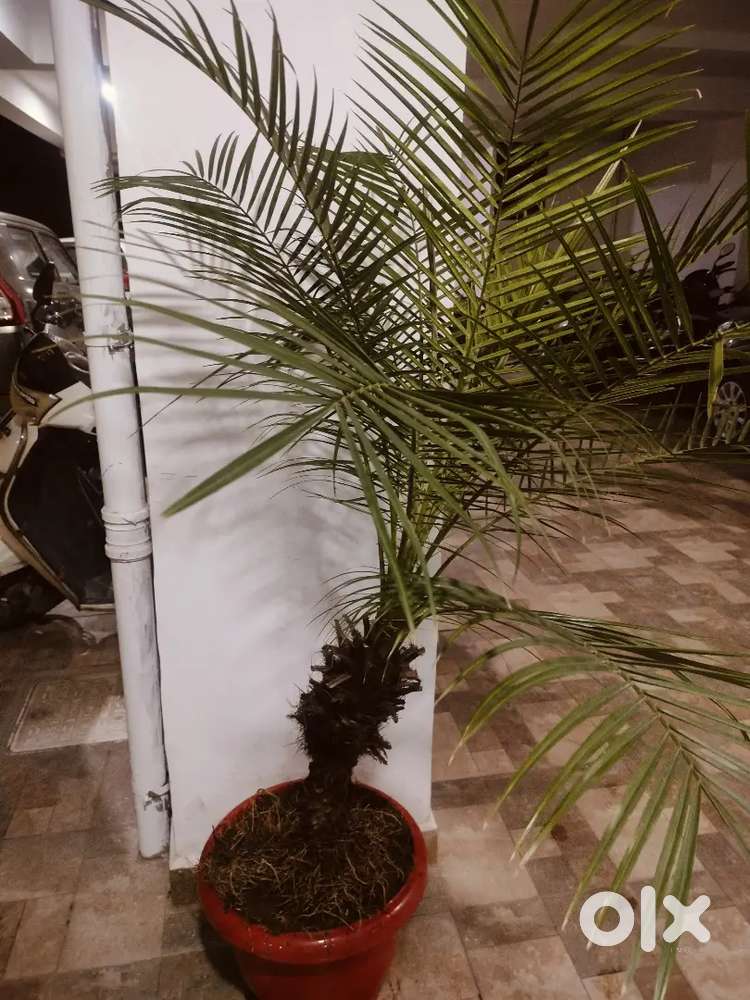 Well Grown Phoenix Palm Tree