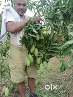 Total area 118 acer well grow farmhouse mango plantation in 40 acers