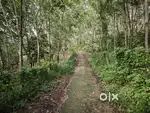 65 Cent plot for sale near Neyyar Dam