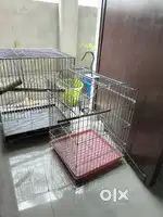 Cage Bird Animal