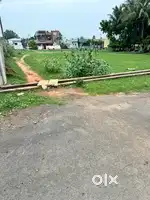 దువ్వాడ కి 7km, pedamusidivada ఊరిలో వుడా ప్లాట్స్