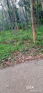 Nedumangad karippooru kavumoola rationkadaykku aduthu