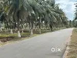 Land / Coconut farm