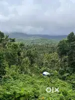 Land for sale wayanad