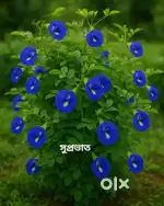 বারাসাত থেকে ৬ কিলোমিটার। কামদেবপুরহাট থেকে ৩০০ মিটার।